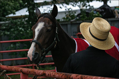 Amish Horse Sale 3