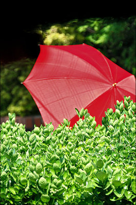 Umbrella Chronicle.jpg