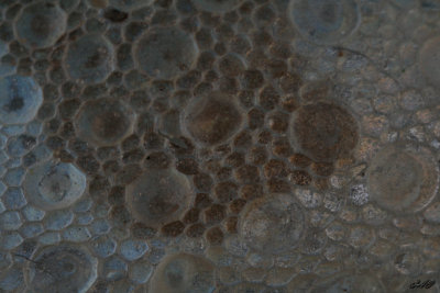 huid van een vervelde luipaardgekko