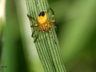 little spider in gras/ klein spinnetje in het gras