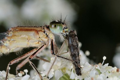 waterjuffer/damselfly