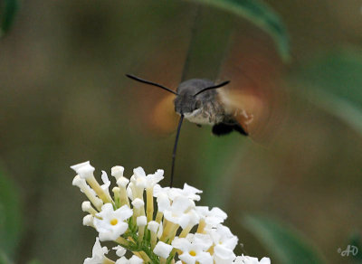 kolibrivlinder.jpg
