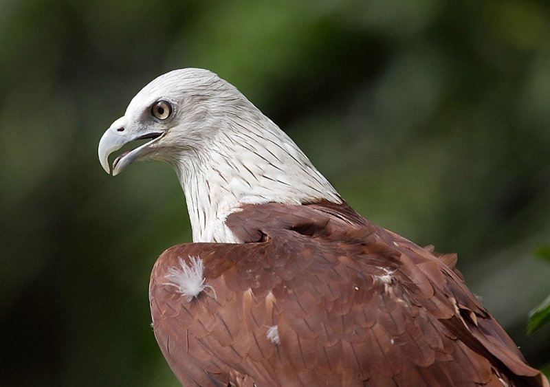 Brahminy Kite