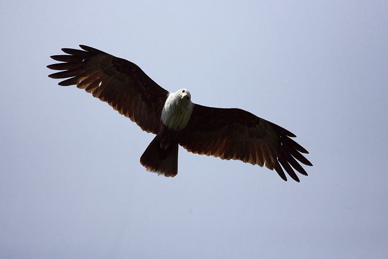 Brahminy Kite