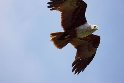 Brahminy Kite
