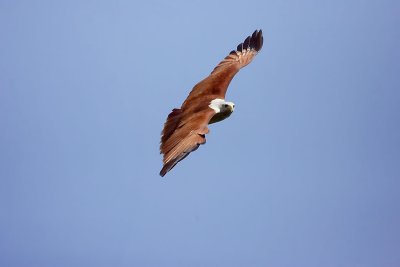 Brahminy Kite