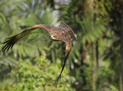 Black Kite