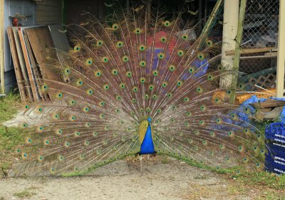Junkyard peacock