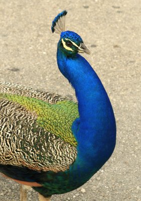 Reception peacock