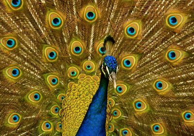 Showoff peacock