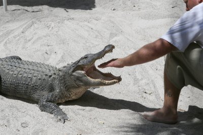 Feeding the gators