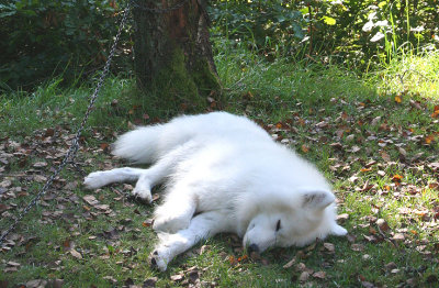 Sleep in the wild