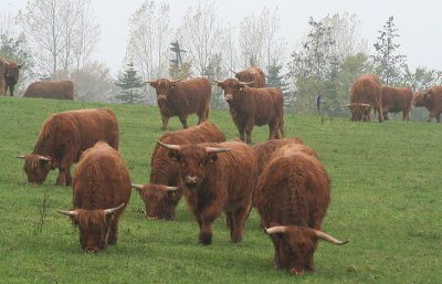 Cows in the Mist