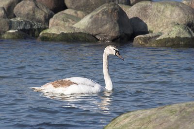 Very Young Swan