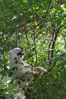 Cherry-Hunt