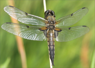 Libellula Quadrimaculata