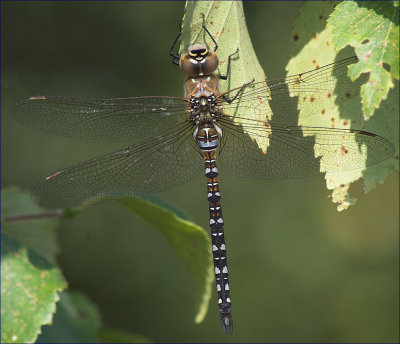 Aeshna Mixta