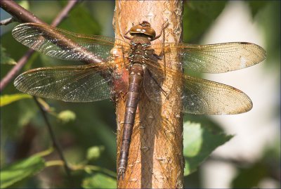 Aeshna Grandis