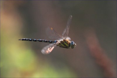 g6/99/598099/3/84398515.P5YDvVnQ.jpg