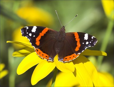 Vanessa Atalanta