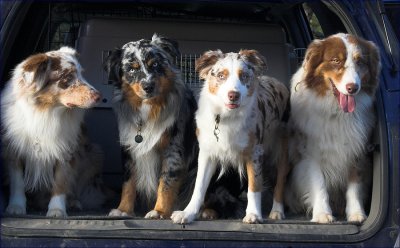 Australian Shepherds