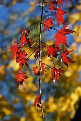 IMG_1203.JPG