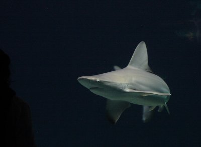 IMG_2853.JPG