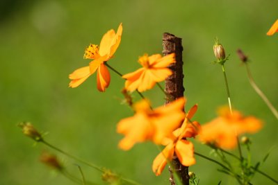 IMG_3763.JPG