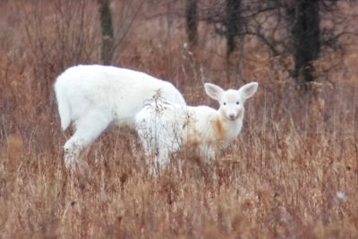 white_deer.jpg