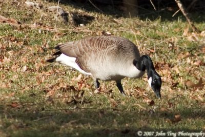 0018.jpg - Goose