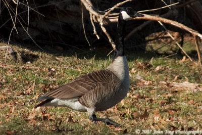 0019.jpg - Goose