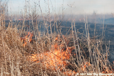 0033.jpg - Controlled burning of dead weeds