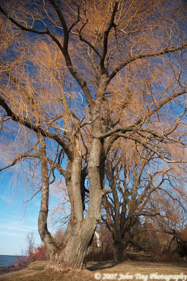 0037.jpg - Willow against clear blue sky
