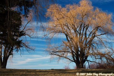 0039.jpg - Willow against clear blue sky
