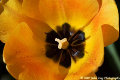10 : tulip flower, close-up