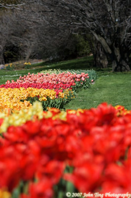 14 : a sea of tulips