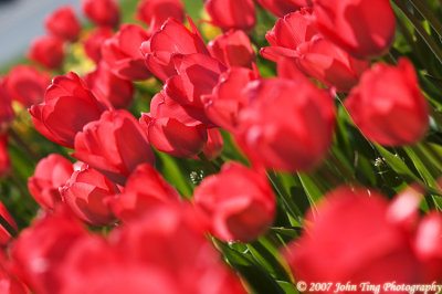 15 : tulips