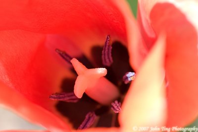 16 : tulip bulb, close-up