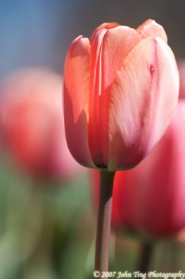 19 : tulip