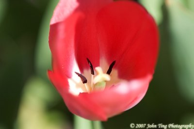 20 : tulip bulb, close-up