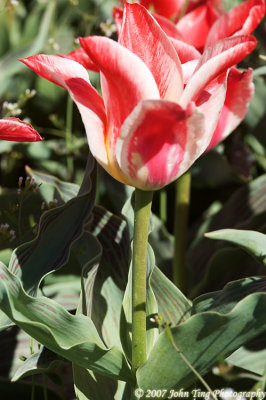 24 : tulips
