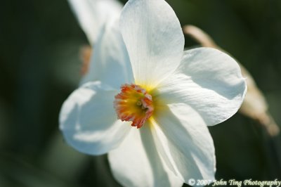 29 : daffodil