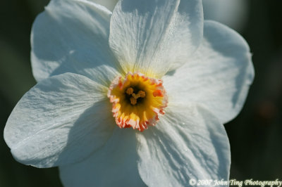 30 : daffodil