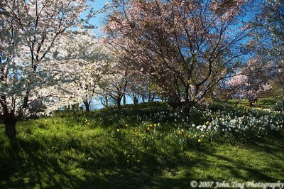 42 : Highland Park in bloom