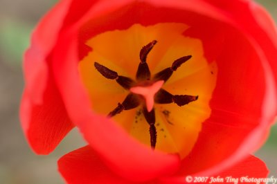 55 : tulip, close-up