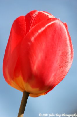 59 : tulip