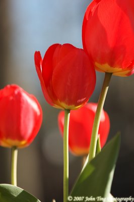 60 : tulip