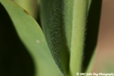 63 : tulip stem, close-up