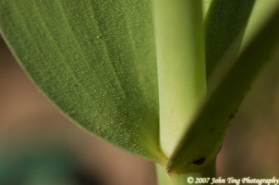 64 : tulip stem, close-up