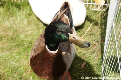 0038 : goose and duck in pen